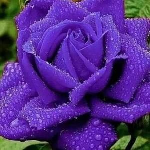 Meet your Posher, Sasha